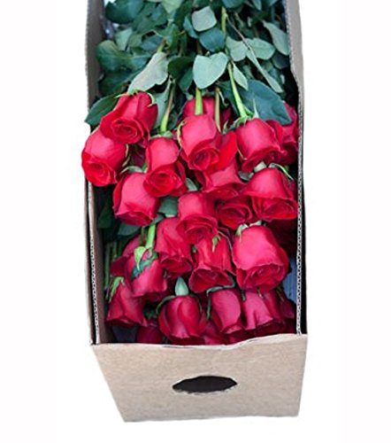 Premium Long-Stem Red Roses Bulk