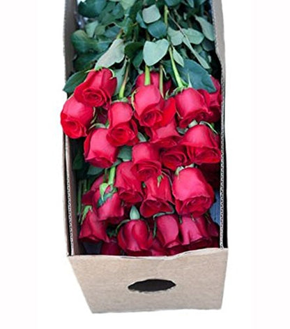 Premium Long-Stem Red Roses Bulk